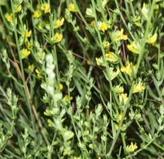 Anthyllis terniflora