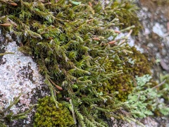 Racomitrium venustum