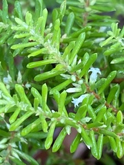 Styphelia margarodes