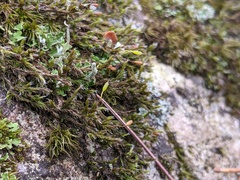 Racomitrium venustum