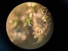 Racomitrium venustum