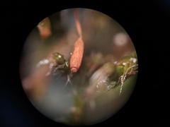 Racomitrium venustum