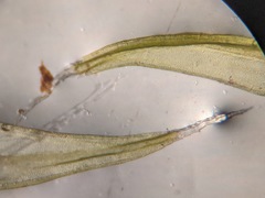 Racomitrium venustum