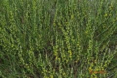 Anthyllis terniflora