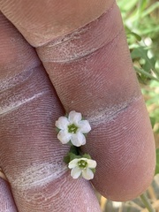 Pholistoma membranaceum