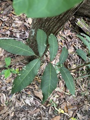 Flindersia bennettii