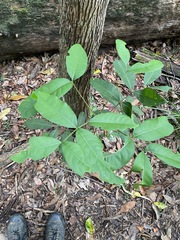 Flindersia bennettii