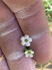 Pholistoma membranaceum