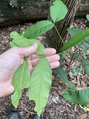 Flindersia bennettii