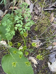 Tauschia kelloggii