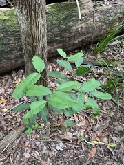 Flindersia bennettii