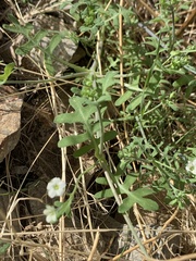 Pholistoma membranaceum