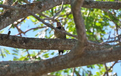 Colaptes auratus chrysocaulosus