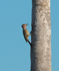 Colaptes auratus chrysocaulosus