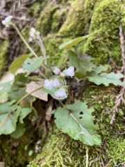 Veronica californica