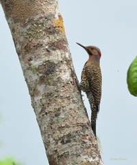 Colaptes auratus chrysocaulosus