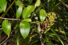 Metrosideros albiflora