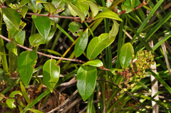 Metrosideros albiflora