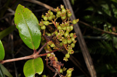 Metrosideros albiflora
