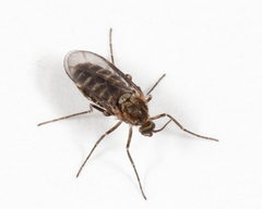 Asteromyia tumifica