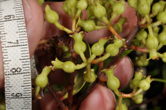 Metrosideros albiflora