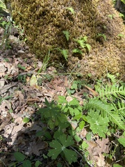Delphinium nudicaule