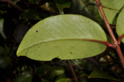 Image of Metrosideros albiflora by (c) Pieter Pelser, some rights reserved (CC BY)
