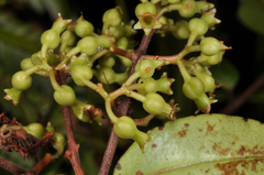 Metrosideros albiflora