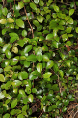 Metrosideros albiflora