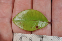 Metrosideros albiflora