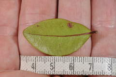 Metrosideros albiflora