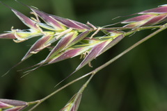 Bromus sitchensis