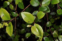 Metrosideros albiflora