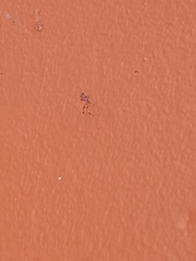 Arachnida