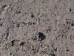 Cymbiodyta bifidus