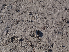 Cymbiodyta bifidus