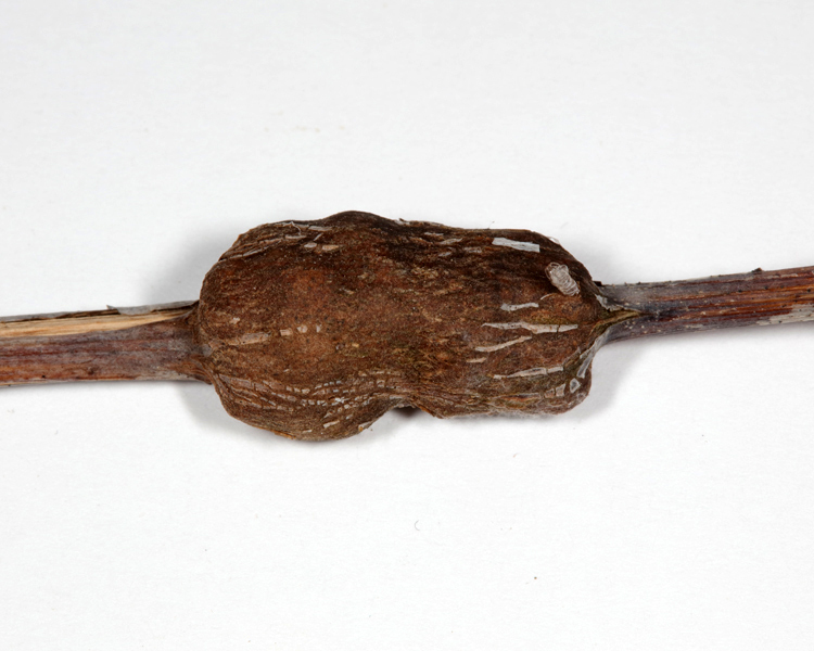 Photo of an A. tumifica gall