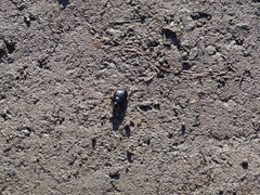Cymbiodyta bifidus