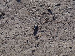Cymbiodyta bifidus