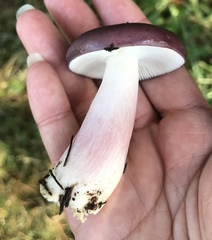 Russula queletii