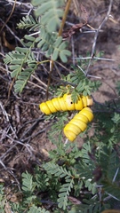 Prosopis strombulifera