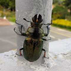 Sphaenognathus feisthamelii