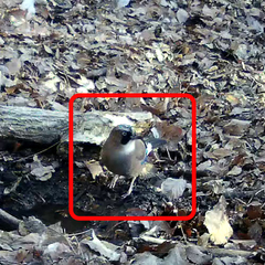 Garrulus glandarius japonicus