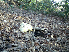 Garrulus glandarius japonicus