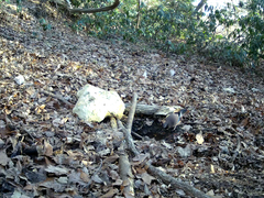 Garrulus glandarius japonicus