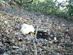 Garrulus glandarius japonicus