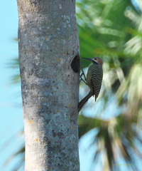 Colaptes fernandinae