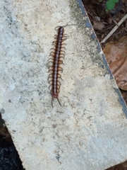 Scolopendra alternans