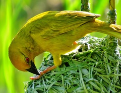 Ploceus subaureus subaureus