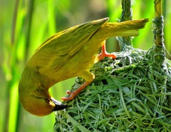 Ploceus subaureus subaureus